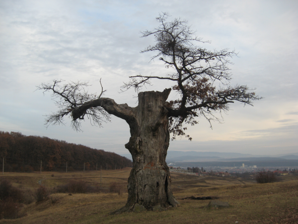 Padurea Rotunda din Reghin