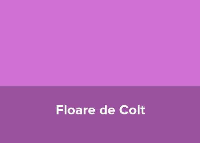 Ferma Floare de Colt