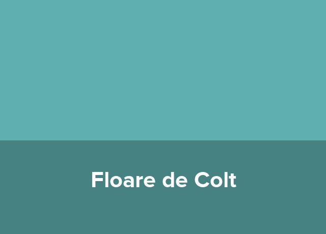 Casa de oaspeti Floare de Colt