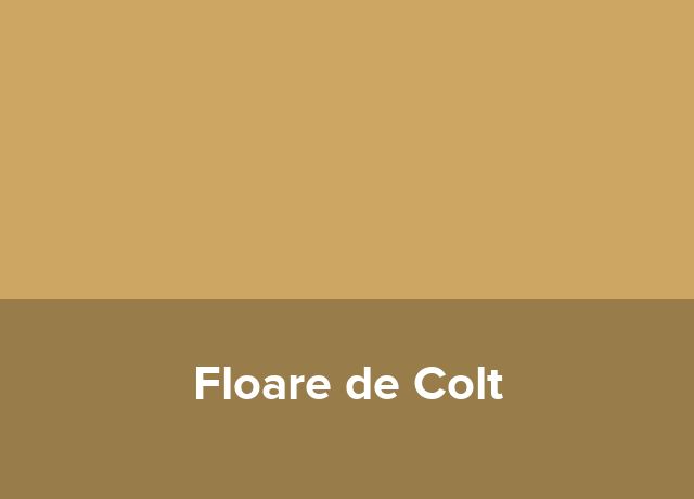 Tabara Floare de Colt