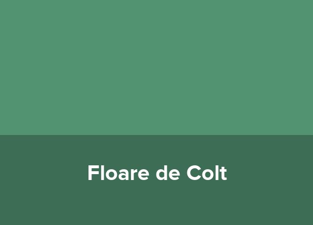 Pizzeria Floare de Colt